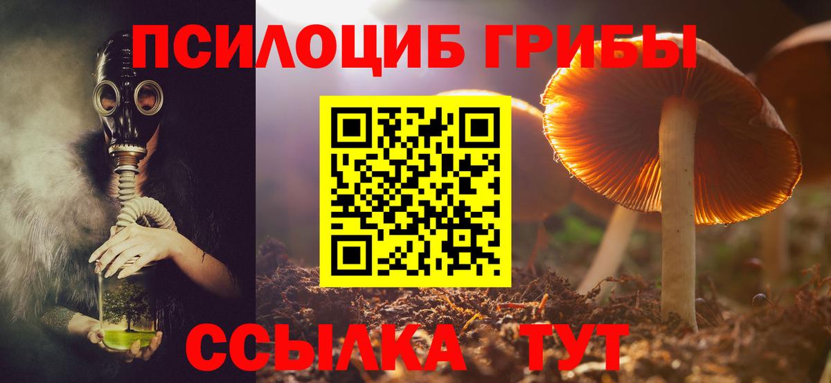 Псилоцибиновые грибы Psilocybine cubensis Гудермес